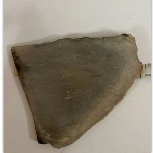 Small Polished Petrified Wood Full Slab w Bark 5 1/x 5” x 1/2” 8.6 oz.